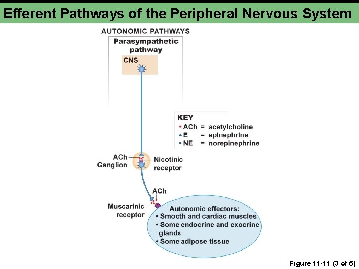 Efferent Pathways of the Peripheral Nervous System Figure 11 -11 (3 of 5) Efferent Pathways of the Peripheral Nervous System Figure 11 -11 (3 of 5)