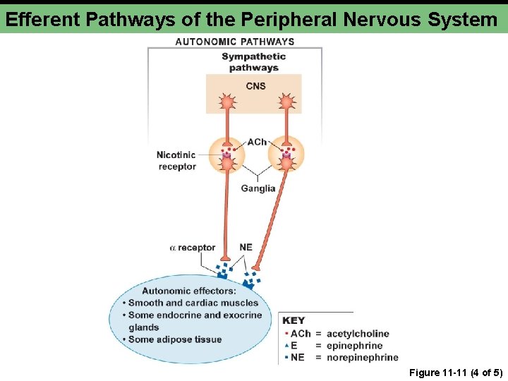 Efferent Pathways of the Peripheral Nervous System Figure 11 -11 (4 of 5) Efferent Pathways of the Peripheral Nervous System Figure 11 -11 (4 of 5)