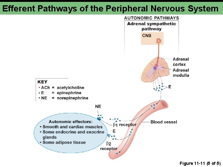 Efferent Pathways of the Peripheral Nervous System Figure 11 -11 (5 of 5) Efferent Pathways of the Peripheral Nervous System Figure 11 -11 (5 of 5)