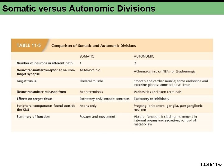 Somatic versus Autonomic Divisions Table 11 -5 Somatic versus Autonomic Divisions Table 11 -5