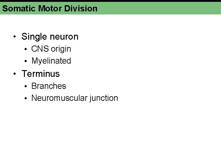 Somatic Motor Division • Single neuron • CNS origin • Myelinated • Terminus • Somatic Motor Division • Single neuron • CNS origin • Myelinated • Terminus •
