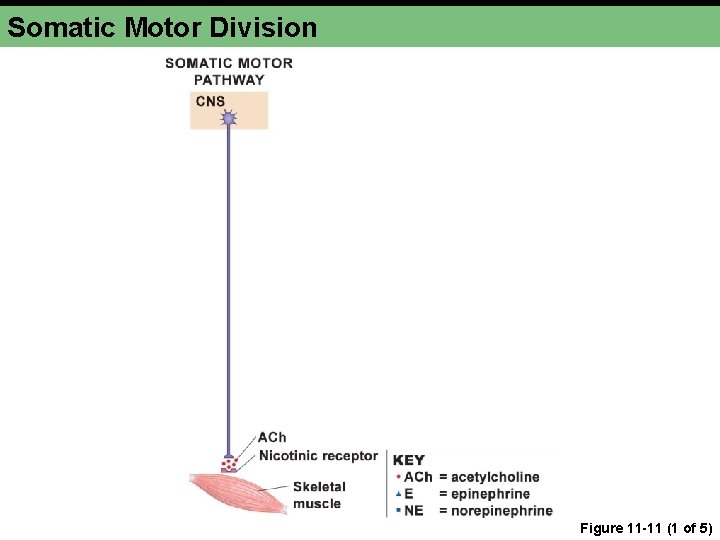 Somatic Motor Division Figure 11 -11 (1 of 5) Somatic Motor Division Figure 11 -11 (1 of 5)
