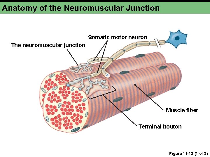 Anatomy of the Neuromuscular Junction Somatic motor neuron The neuromuscular junction Muscle fiber Terminal Anatomy of the Neuromuscular Junction Somatic motor neuron The neuromuscular junction Muscle fiber Terminal