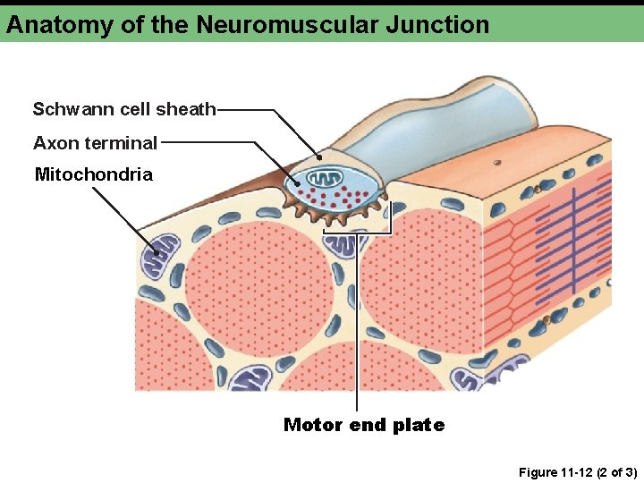 Anatomy of the Neuromuscular Junction Schwann cell sheath Axon terminal Mitochondria Motor end plate Anatomy of the Neuromuscular Junction Schwann cell sheath Axon terminal Mitochondria Motor end plate