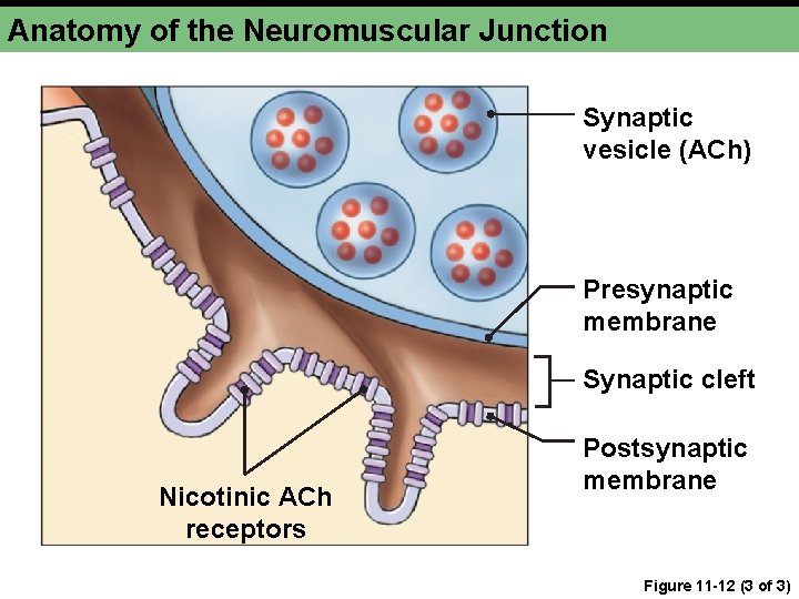 Anatomy of the Neuromuscular Junction Synaptic vesicle (ACh) Presynaptic membrane Synaptic cleft Nicotinic ACh Anatomy of the Neuromuscular Junction Synaptic vesicle (ACh) Presynaptic membrane Synaptic cleft Nicotinic ACh