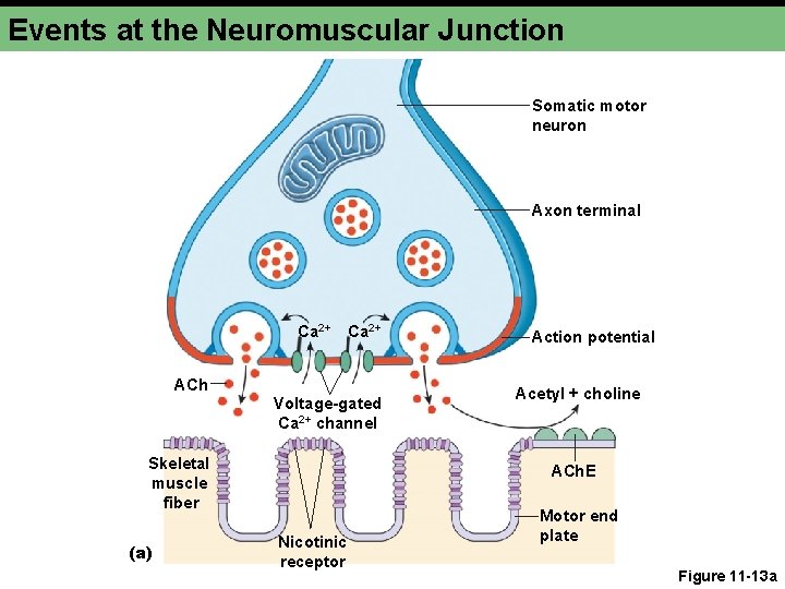 Events at the Neuromuscular Junction Somatic motor neuron Axon terminal Ca 2+ ACh Voltage-gated Events at the Neuromuscular Junction Somatic motor neuron Axon terminal Ca 2+ ACh Voltage-gated
