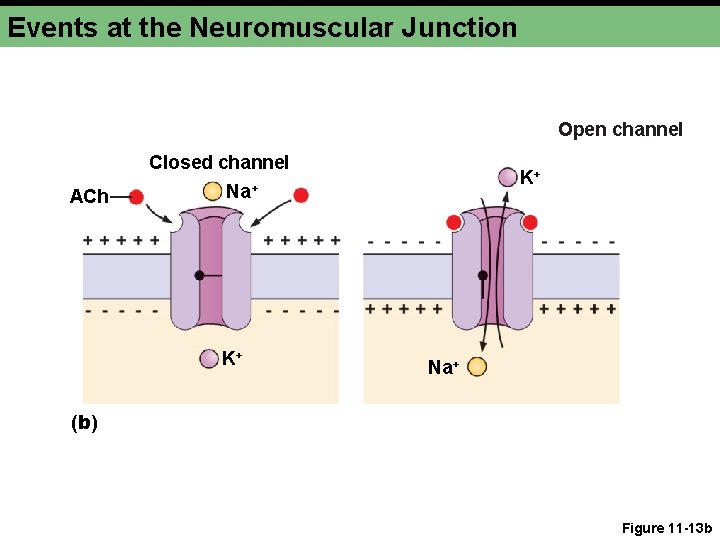 Events at the Neuromuscular Junction Open channel Closed channel ACh K+ Na+ (b) Figure Events at the Neuromuscular Junction Open channel Closed channel ACh K+ Na+ (b) Figure