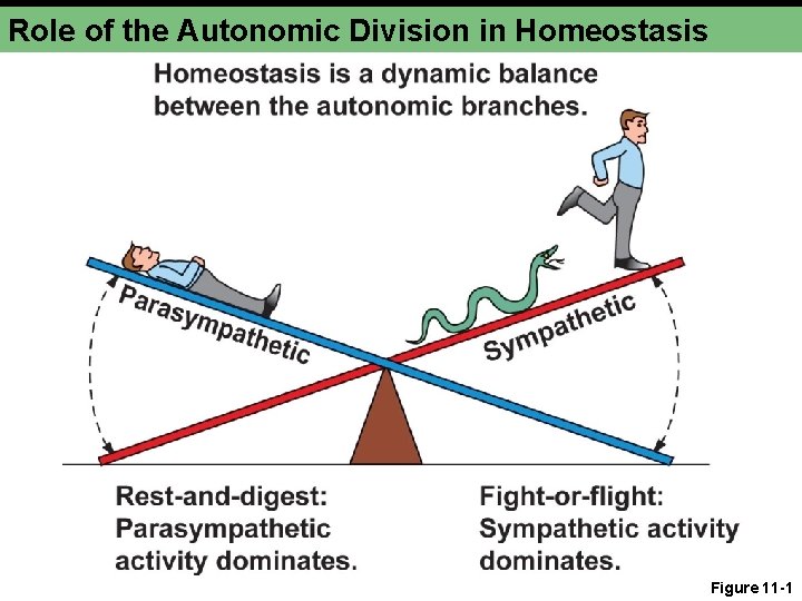 Role of the Autonomic Division in Homeostasis Figure 11 -1 Role of the Autonomic Division in Homeostasis Figure 11 -1