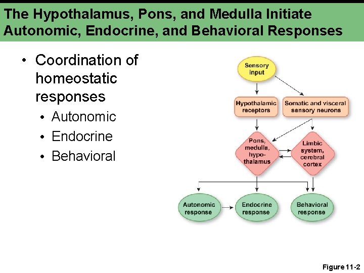 The Hypothalamus, Pons, and Medulla Initiate Autonomic, Endocrine, and Behavioral Responses • Coordination of The Hypothalamus, Pons, and Medulla Initiate Autonomic, Endocrine, and Behavioral Responses • Coordination of