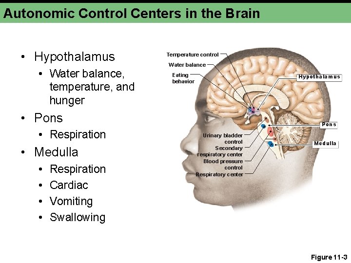 Autonomic Control Centers in the Brain • Hypothalamus • Water balance, temperature, and hunger Autonomic Control Centers in the Brain • Hypothalamus • Water balance, temperature, and hunger