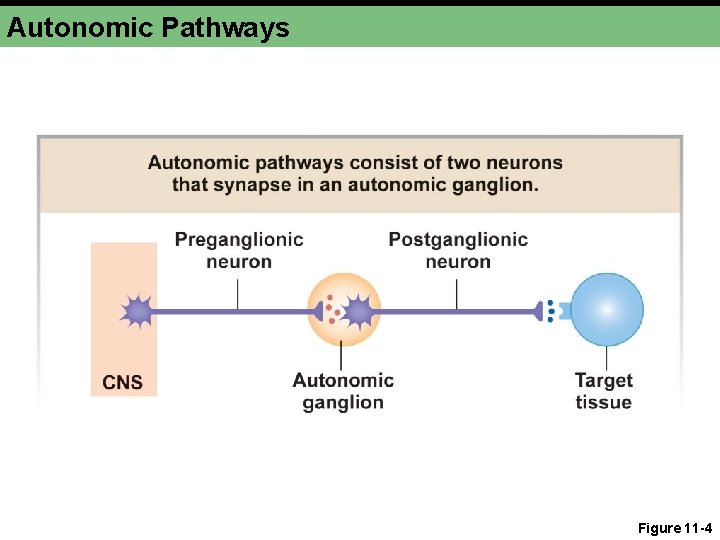 Autonomic Pathways Figure 11 -4 Autonomic Pathways Figure 11 -4