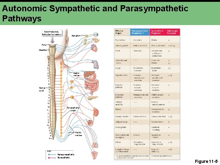 Autonomic Sympathetic and Parasympathetic Pathways Hypothalamus, Reticular formation Ganglion Pons Medulla Vagus nerve Spinal Autonomic Sympathetic and Parasympathetic Pathways Hypothalamus, Reticular formation Ganglion Pons Medulla Vagus nerve Spinal