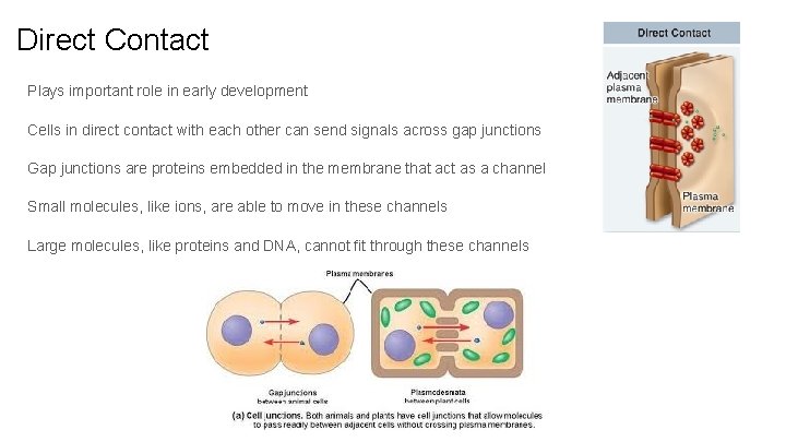 Signal Transduction Pathways Introduction By Nelson Nguyen Sam