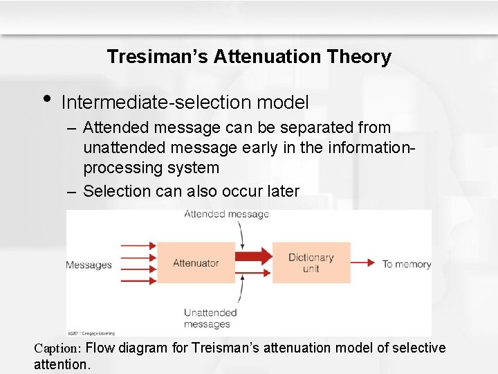 Tresiman’s Attenuation Theory • Intermediate-selection model – Attended message can be separated from unattended