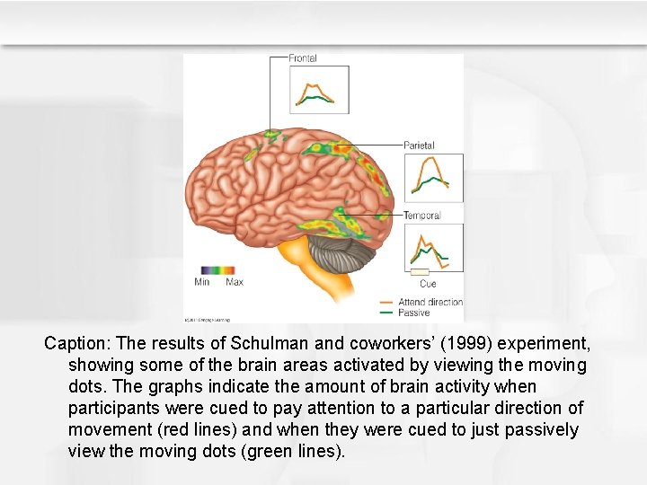 Caption: The results of Schulman and coworkers’ (1999) experiment, showing some of the brain