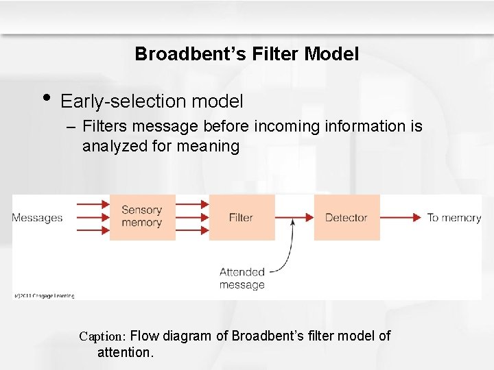Broadbent’s Filter Model • Early-selection model – Filters message before incoming information is analyzed
