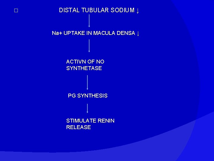 � DISTAL TUBULAR SODIUM ↓ Na+ UPTAKE IN MACULA DENSA ↓ ACTIVN OF NO