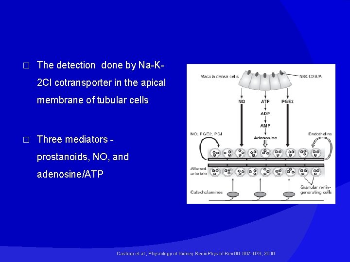 � The detection done by Na-K 2 Cl cotransporter in the apical membrane of