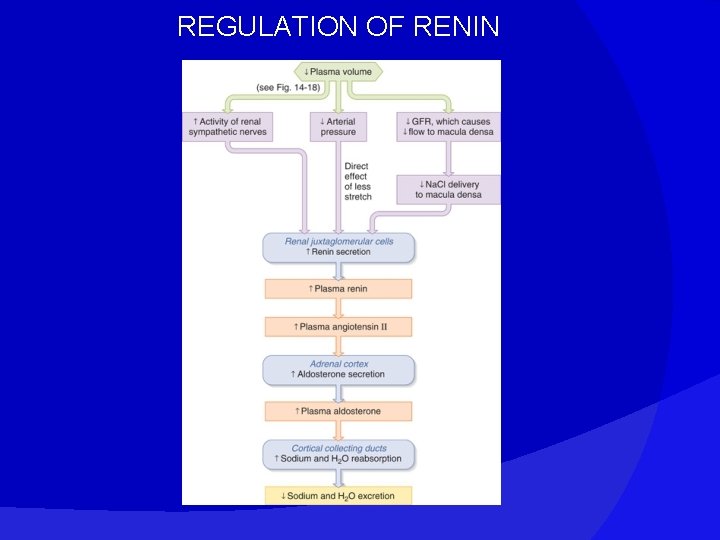 REGULATION OF RENIN 