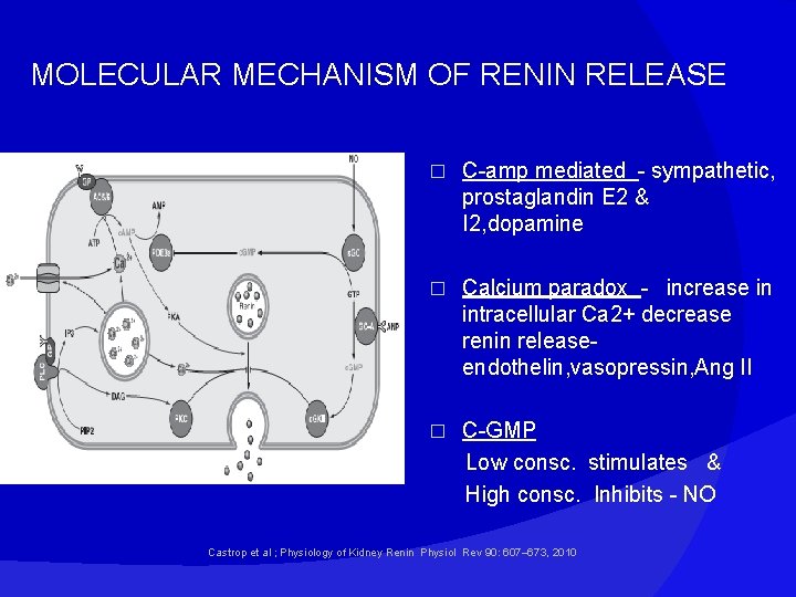 MOLECULAR MECHANISM OF RENIN RELEASE � C-amp mediated - sympathetic, prostaglandin E 2 &