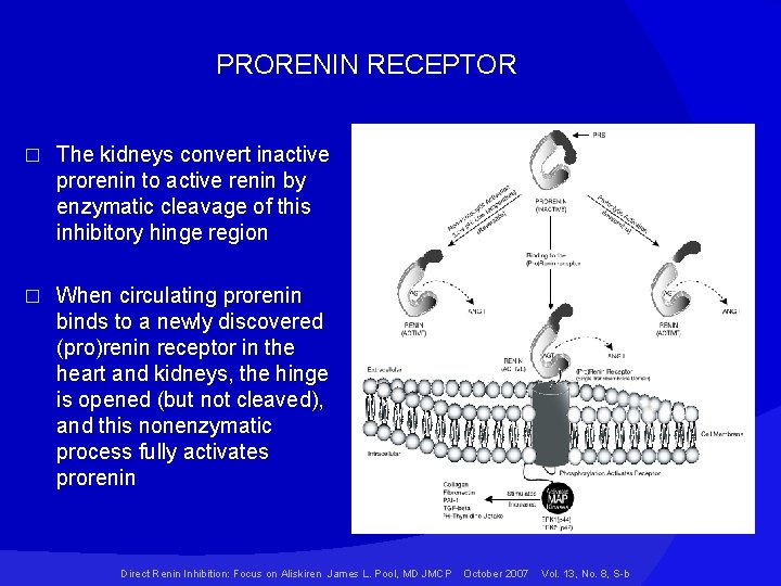 PRORENIN RECEPTOR � The kidneys convert inactive prorenin to active renin by enzymatic cleavage