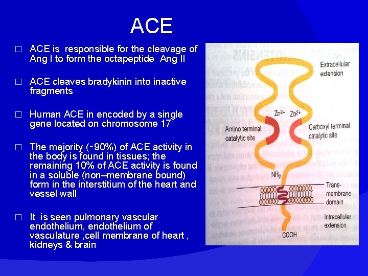 ACE � ACE is responsible for the cleavage of Ang I to form the
