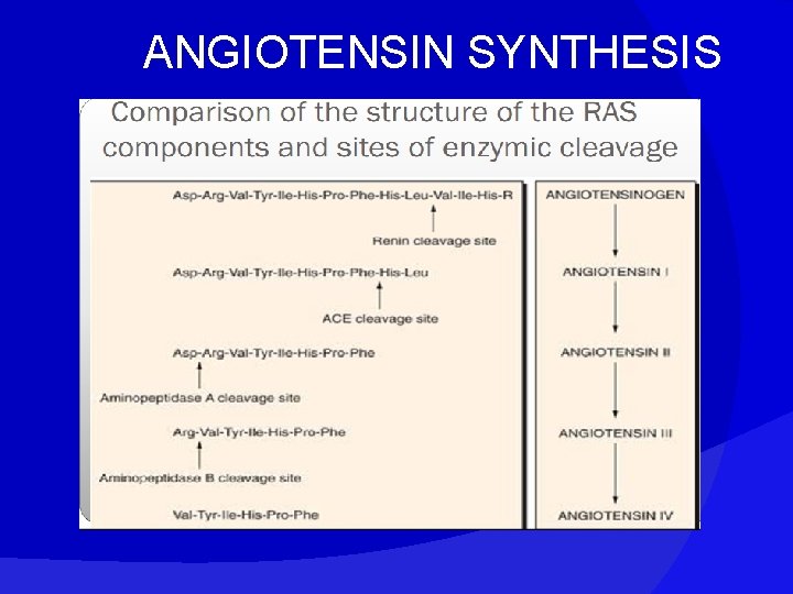 ANGIOTENSIN SYNTHESIS 