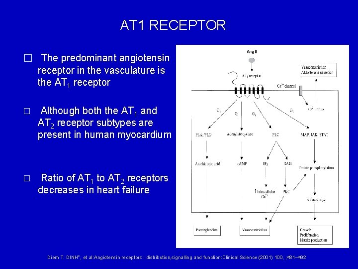 AT 1 RECEPTOR � The predominant angiotensin receptor in the vasculature is the AT