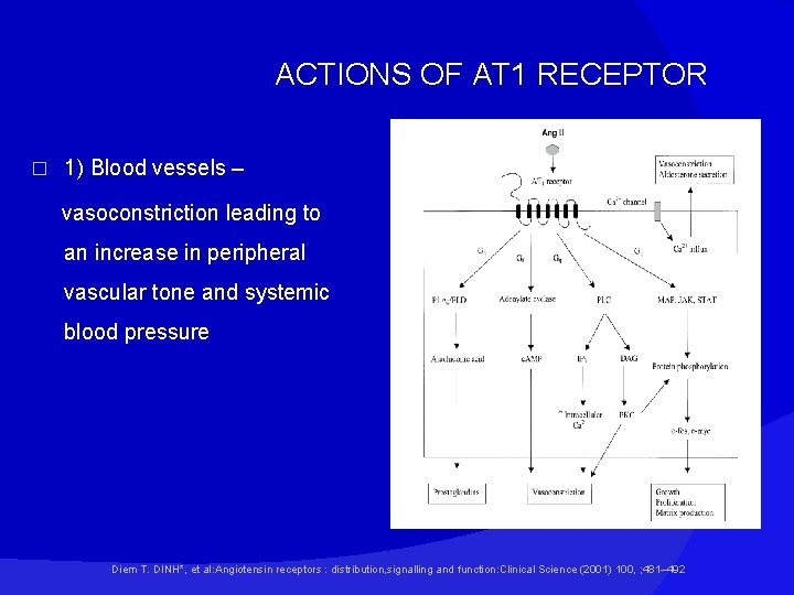 ACTIONS OF AT 1 RECEPTOR � 1) Blood vessels – vasoconstriction leading to an