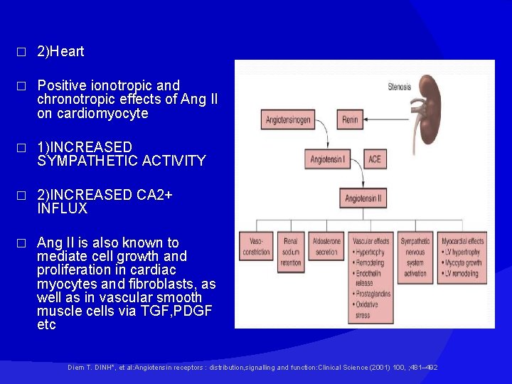 � 2)Heart � Positive ionotropic and chronotropic effects of Ang II on cardiomyocyte �