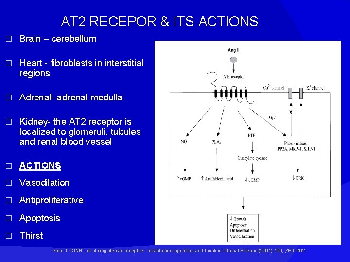 AT 2 RECEPOR & ITS ACTIONS � Brain – cerebellum � Heart - fibroblasts