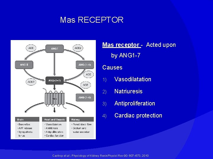 Mas RECEPTOR Mas receptor - Acted upon by ANG 1 -7 Causes 1) Vasodilatation