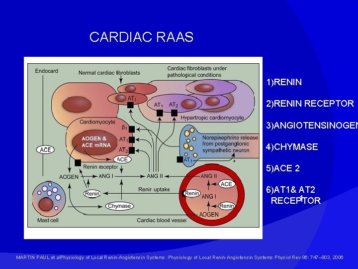 CARDIAC RAAS 1)RENIN 2)RENIN RECEPTOR 3)ANGIOTENSINOGEN 4)CHYMASE 5)ACE 2 6)AT 1& AT 2 1