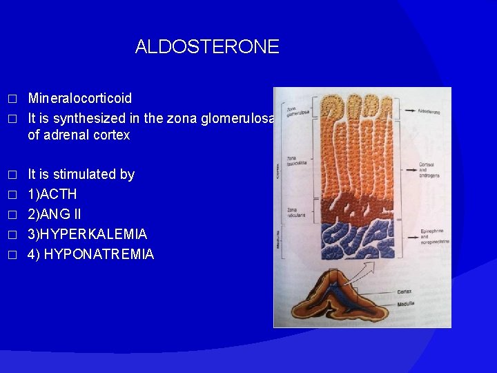 ALDOSTERONE Mineralocorticoid � It is synthesized in the zona glomerulosa of adrenal cortex �