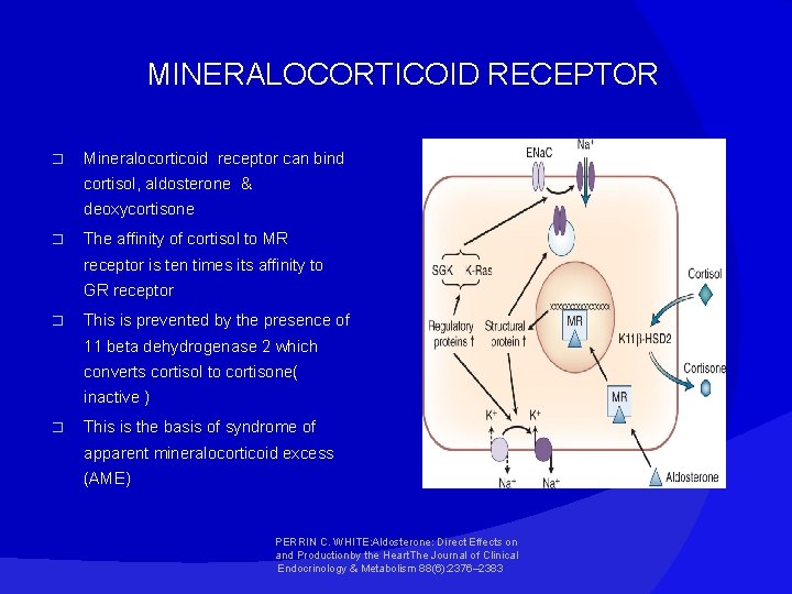 MINERALOCORTICOID RECEPTOR � Mineralocorticoid receptor can bind cortisol, aldosterone & deoxycortisone � The affinity