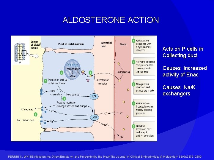 ALDOSTERONE ACTION Acts on P cells in Collecting duct Causes increased activity of Enac