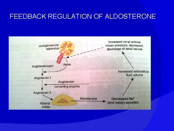 FEEDBACK REGULATION OF ALDOSTERONE 