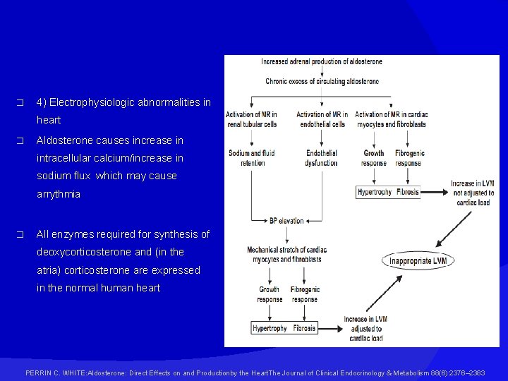 � 4) Electrophysiologic abnormalities in heart � Aldosterone causes increase in intracellular calcium/increase in
