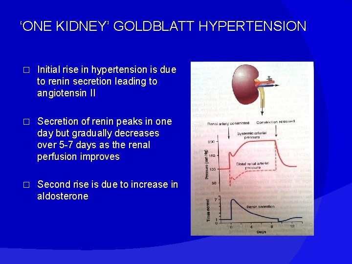 ‘ONE KIDNEY’ GOLDBLATT HYPERTENSION � Initial rise in hypertension is due to renin secretion