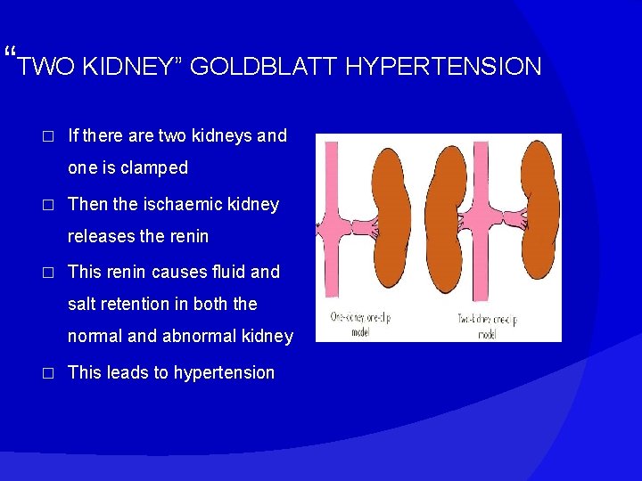 “TWO KIDNEY” GOLDBLATT HYPERTENSION � If there are two kidneys and one is clamped