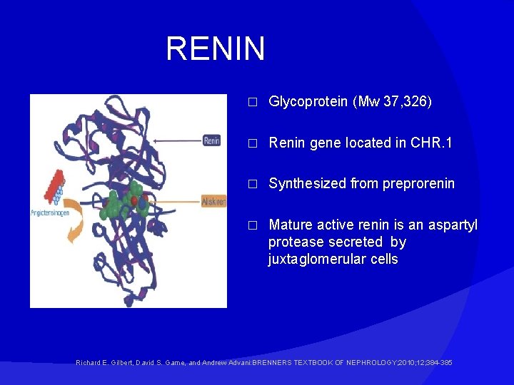 RENIN � Glycoprotein (Mw 37, 326) � Renin gene located in CHR. 1 �