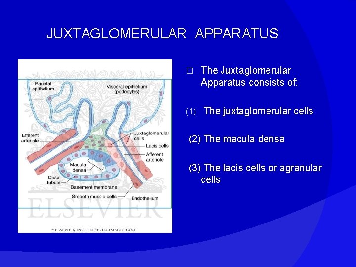 JUXTAGLOMERULAR APPARATUS � (1) The Juxtaglomerular Apparatus consists of: The juxtaglomerular cells (2) The