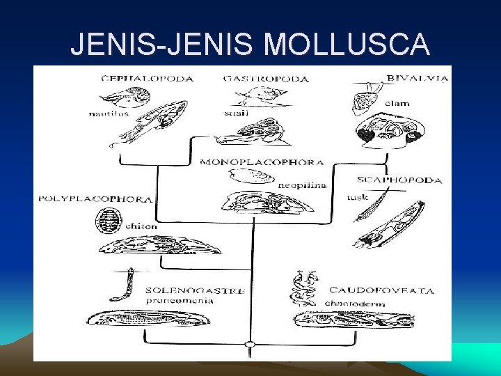 JENIS-JENIS MOLLUSCA 