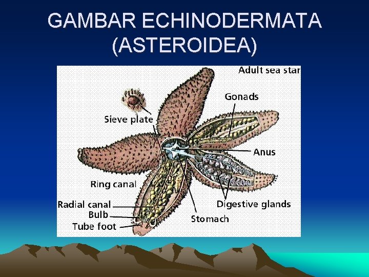 GAMBAR ECHINODERMATA (ASTEROIDEA) 