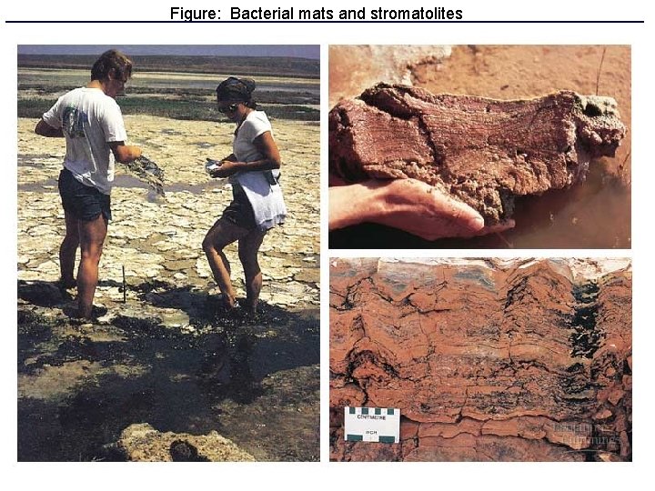 Figure: Bacterial mats and stromatolites 