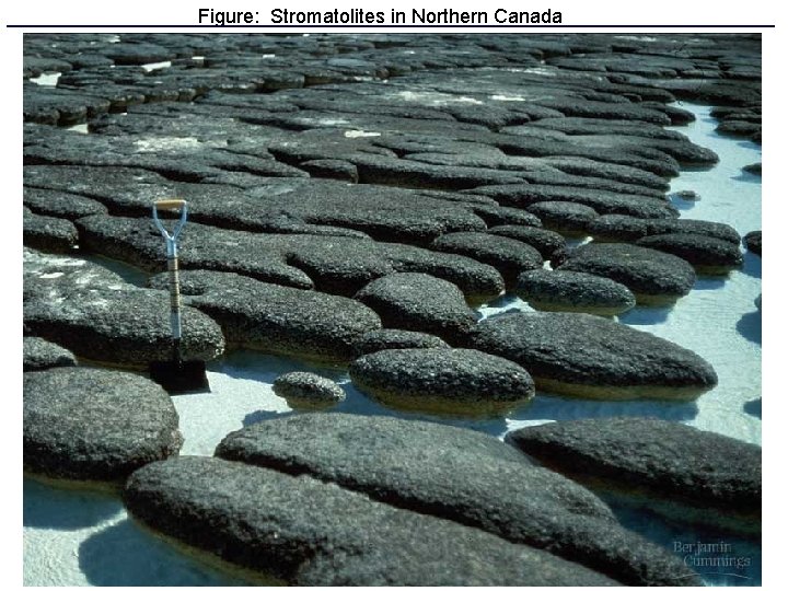 Figure: Stromatolites in Northern Canada 