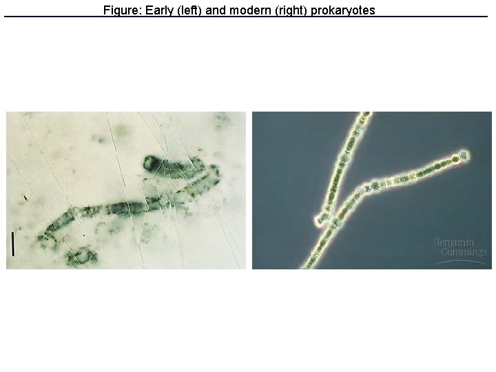 Figure: Early (left) and modern (right) prokaryotes 