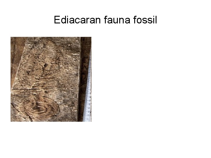 Ediacaran fauna fossil 
