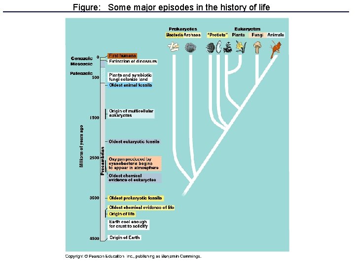 Figure: Some major episodes in the history of life 