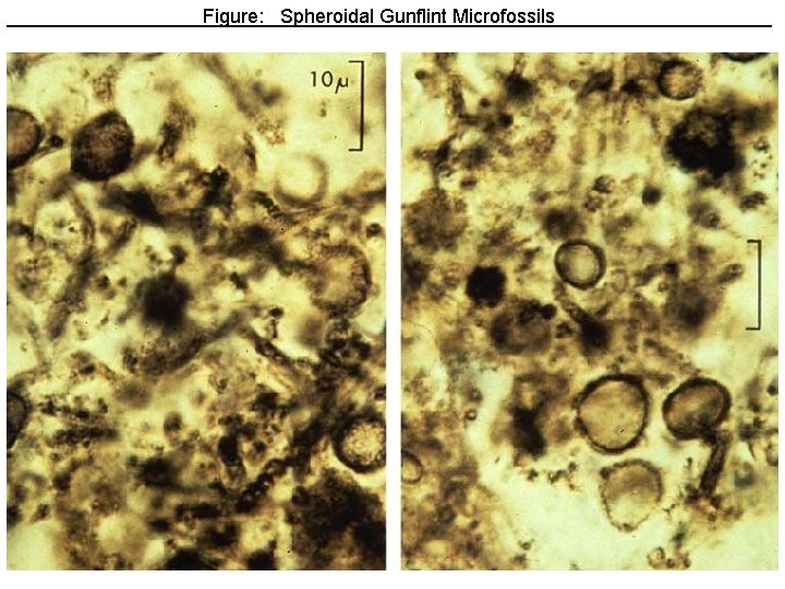 Figure: Spheroidal Gunflint Microfossils 